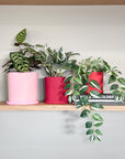 red | swipp 1 | silicone unbreakable pot planter