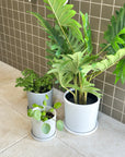 grey | swipp 1 | silicone unbreakable pot planter