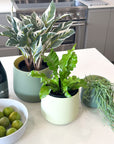 green | swipp 2 | silicone unbreakable pot planter