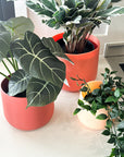 muted orange | swipp 2 | silicone unbreakable pot planter