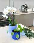 blue | swipp 2 | silicone unbreakable pot planter