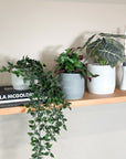 grey | swipp 3 | silicone unbreakable pot planter