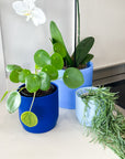 blue | swipp 3 | silicone unbreakable pot planter