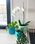 turquoise | swipp 3 | silicone unbreakable pot planter