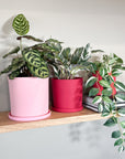 red | swipp 1 | silicone unbreakable pot planter