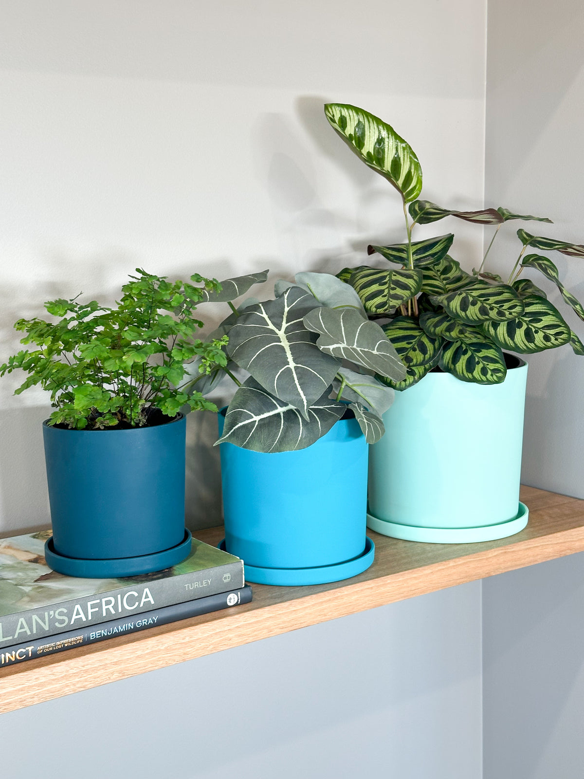 teal | swipp 1 | silicone unbreakable pot planter