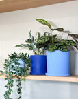 blue | swipp 1 | silicone unbreakable pot planter
