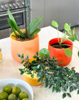 bright orange | swipp 2 | silicone unbreakable pot planter