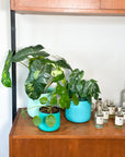 turquoise | swipp 2 | silicone unbreakable pot planter