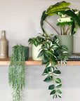 green | swipp 3 | silicone unbreakable pot planter