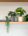 brown | swipp 3 | silicone unbreakable pot planter