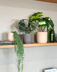 brown | swipp 3 | silicone unbreakable pot planter