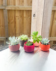 warm palette | swipp 4 | silicone unbreakable pot planter