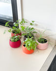 warm palette | swipp 4 | silicone unbreakable pot planter